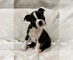 Small Photo #6 Boston Terrier Puppy For Sale in SNOHOMISH, WA, USA