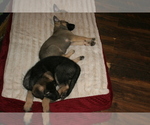 Small Photo #6 Akita-German Shepherd Dog Mix Puppy For Sale in MOODUS, CT, USA