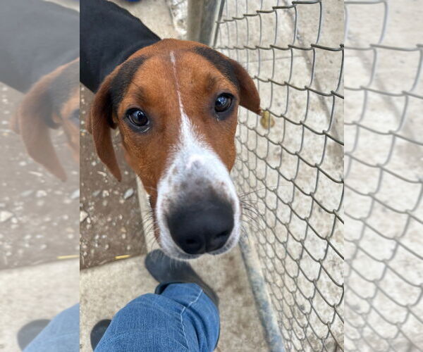 Medium Photo #3 Mutt Puppy For Sale in Pierceton , IN, USA