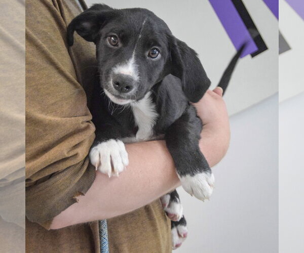Medium Photo #3 Border Collie-Unknown Mix Puppy For Sale in Huntley, IL, USA