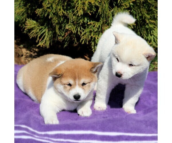 Puppyfindercom View Ad Photo 4 Of Listing Shiba Inu