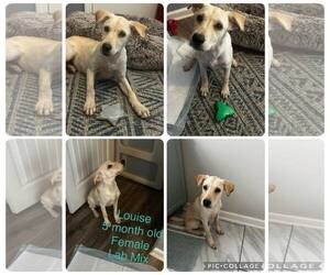 Labrador Retriever-Unknown Mix Dogs for adoption in Jacksonville, NC, USA