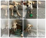 Small Labrador Retriever Mix