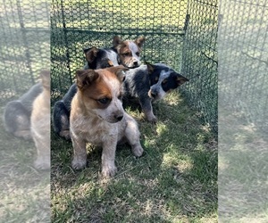 Australian Cattle Dog Puppy for sale in EL CENTRO, CA, USA
