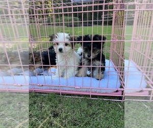 Morkie Puppy for sale in KENNESAW, GA, USA