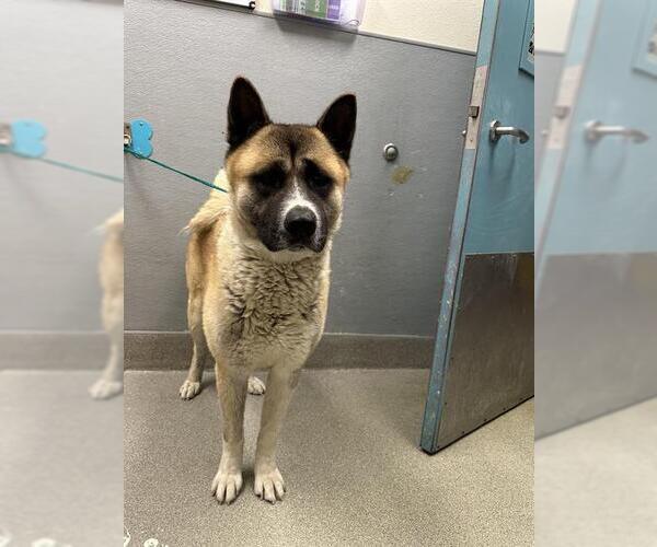 Medium Photo #1 Akita-Unknown Mix Puppy For Sale in Las Vegas, NV, USA