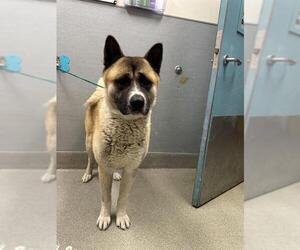 Akita-Unknown Mix Dogs for adoption in Las Vegas, NV, USA