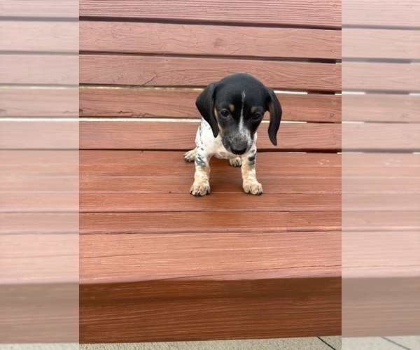 Medium Photo #7 Dachshund Puppy For Sale in WILLARD, OH, USA