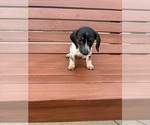 Small #6 Dachshund