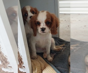 Cavalier King Charles Spaniel Puppy for sale in SPOTSYLVANIA, VA, USA