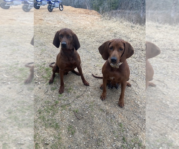 Medium Photo #1 Redbone Coonhound Puppy For Sale in NORMANGEE, TX, USA