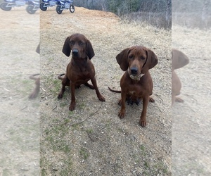 Father of the Redbone Coonhound puppies born on 08/05/2022