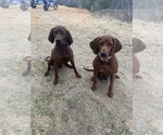 Small Photo #1 Redbone Coonhound Puppy For Sale in NORMANGEE, TX, USA