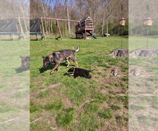 Medium Photo #6 German Shepherd Dog Puppy For Sale in BEAVER FALLS, PA, USA