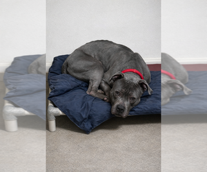 Mutt Dogs for adoption in Evansville, IN, USA