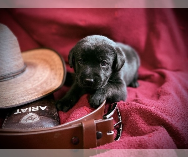 Medium Photo #8 Labrador Retriever Puppy For Sale in RUTHERFORDTON, NC, USA