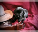 Litter of 8 - Male(s) and Female(s) Labrador RetrieverLitter of Puppies for Sale - Photo #8