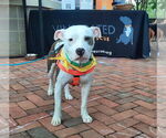 Small #9 American Pit Bull Terrier