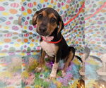 Small #3 Beagle-Black and Tan Coonhound Mix