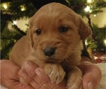 Small #6 Golden Retriever