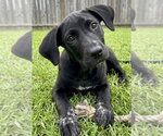 Small Labrador Retriever Mix