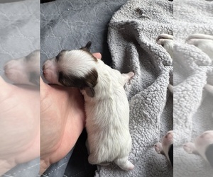 Mal-Shi Puppy for sale in LUDLOW, MA, USA