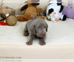 Puppy Chad AKC Weimaraner