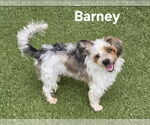 Small Cairn Terrier