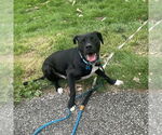 Small #5 Mutt