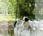 Small #2 Border-Aussie