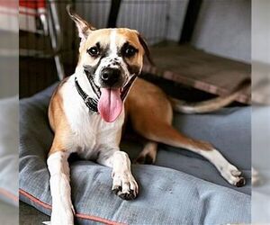 Bogart - Male Mutt Dog for Adoption - Photo #3