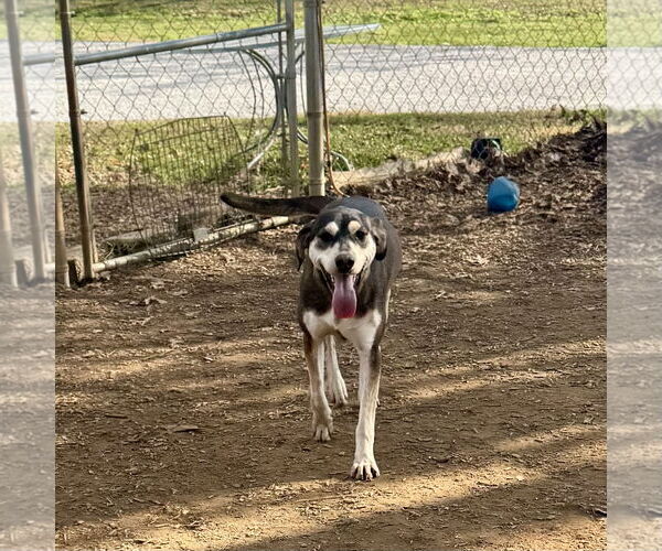 Medium Photo #1 Mountain Cur-Unknown Mix Puppy For Sale in Sparta, TN, USA