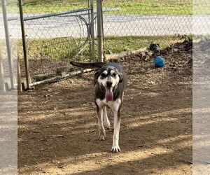 Mountain Cur-Unknown Mix Dogs for adoption in Sparta, TN, USA