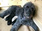 Small Photo #12 Goldendoodle Puppy For Sale in FREDERICKSBURG, VA, USA