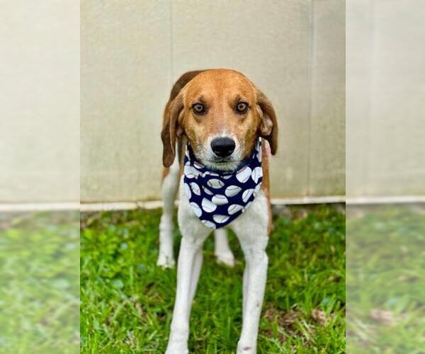 Medium Photo #2 Mutt Puppy For Sale in Oakhurst, NJ, USA