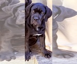 Puppy Zeena Cane Corso