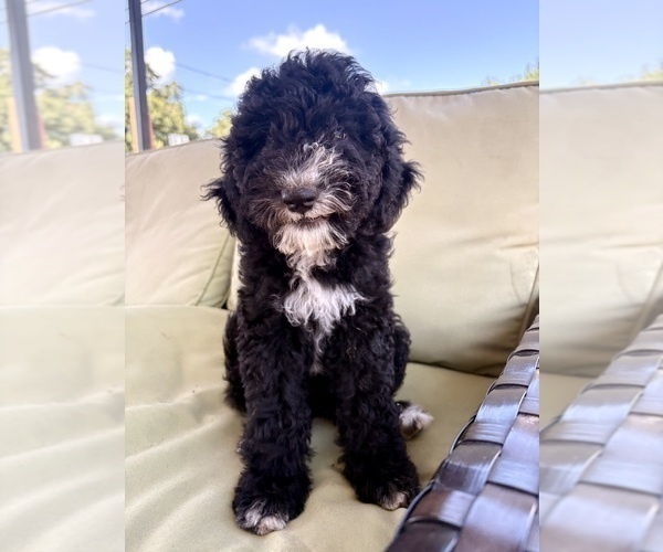Medium Photo #2 Goldendoodle-Sheepadoodle Mix Puppy For Sale in BRANDON, FL, USA
