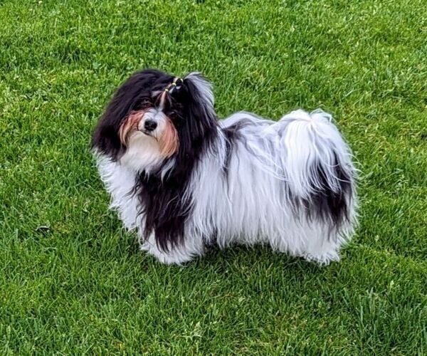 Medium Photo #1 Havanese Puppy For Sale in POST FALLS, ID, USA