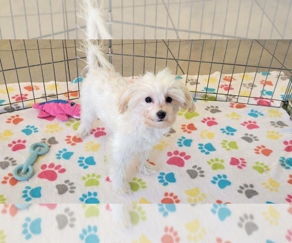 Medium Photo #6 Maltipoo (Toy) Puppy For Sale in ORO VALLEY, AZ, USA