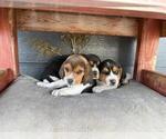 Small Beagle