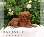 Small #2 Cavapoo