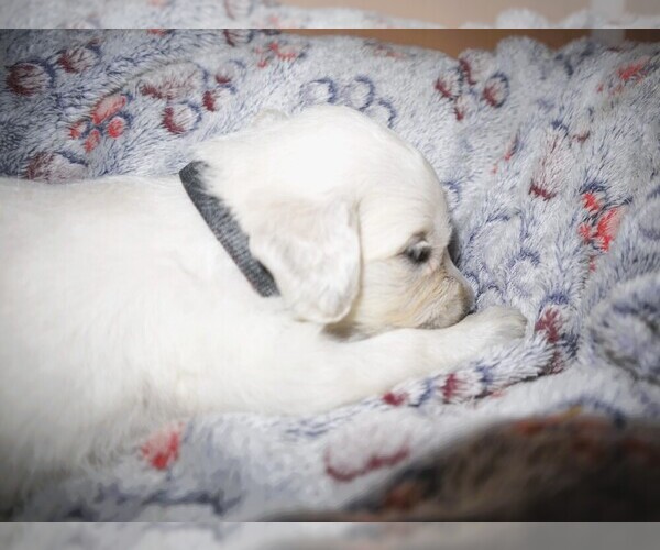 Medium Photo #2 English Cream Golden Retriever Puppy For Sale in LANCASTER, WI, USA