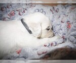 Small #1 English Cream Golden Retriever