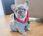 Small French Bulldog