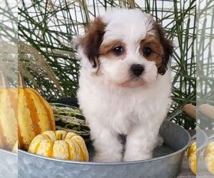 Zuchon Puppy for sale in ARTHUR, IL, USA