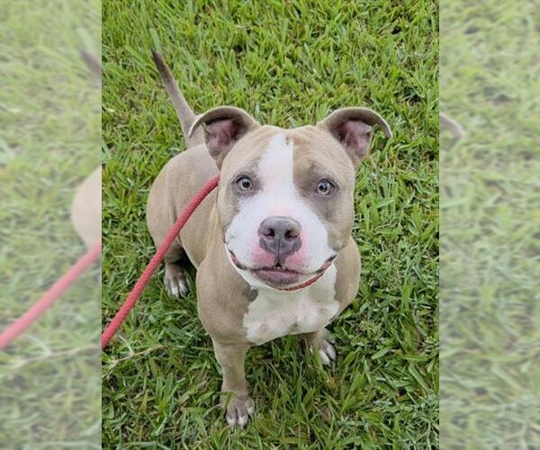 Medium Photo #1 American Staffordshire Terrier Puppy For Sale in Fort Lauderdale, FL, USA