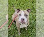Small American Staffordshire Terrier