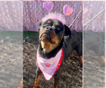 Small #6 Rottweiler