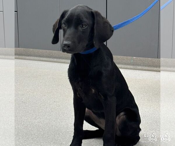 Medium Photo #2 Labrador Retriever-Unknown Mix Puppy For Sale in Washington, DC, USA