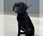 Small #1 Labrador Retriever Mix